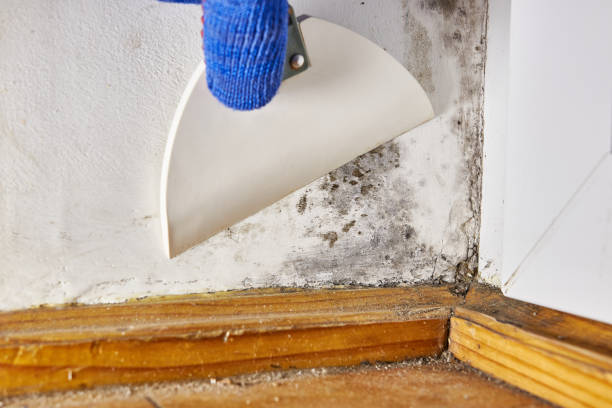 Reliable Driggs, ID Mold Removal Solutions