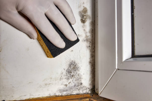 Best Airborne Mold Testing  in Driggs, ID
