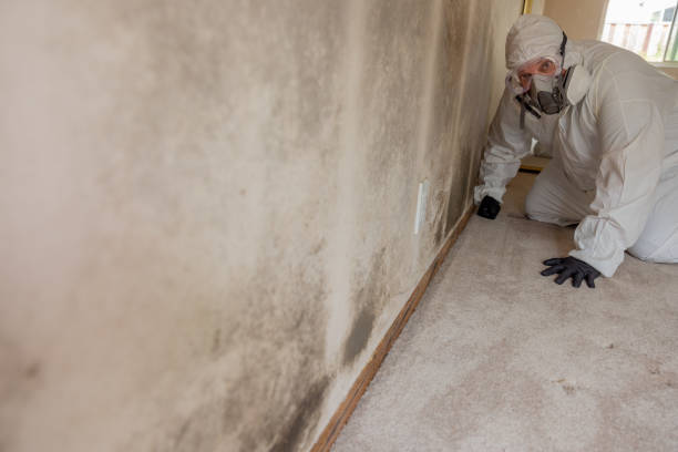 Best Forensic Mold Investigation  in Driggs, ID